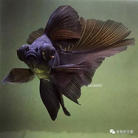 黑色金魚